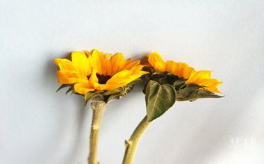 登录网上工商怎么注册