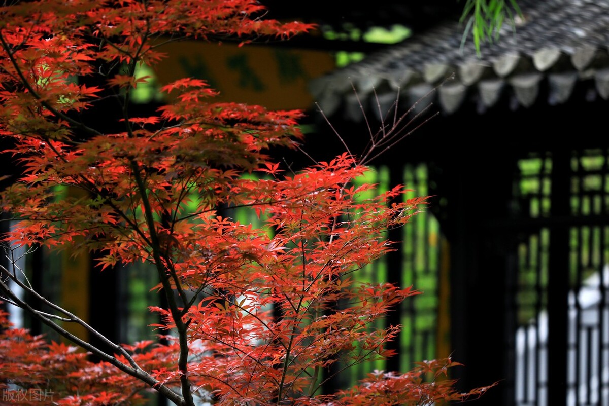 Linux查看目录文件命令_ls参数区分文件目录_linux查看文件修改时间