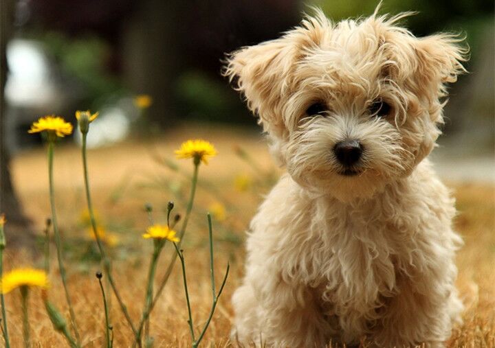 狗民网东西是正品吗_宠物域名选择_宠物网站排名