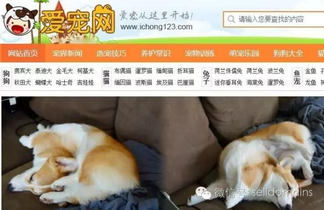 宠物网站排名_宠物域名选择_狗民网东西是正品吗
