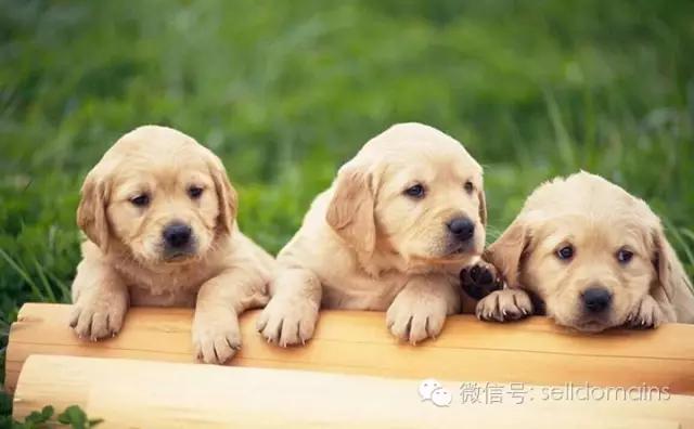 狗民网东西是正品吗_宠物网站排名_宠物域名选择